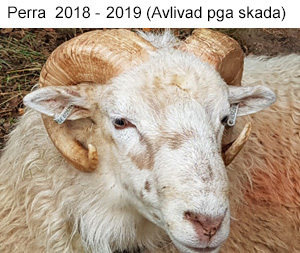 Perra 2018-19[1].jpg